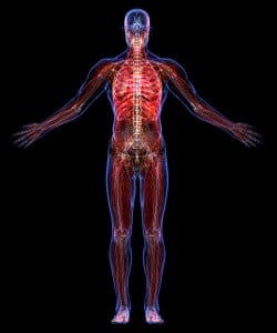 All human body systems