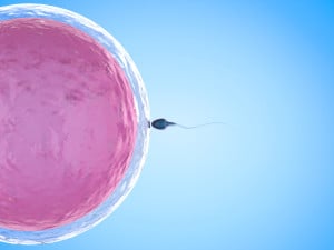 Sperm cell reaches egg